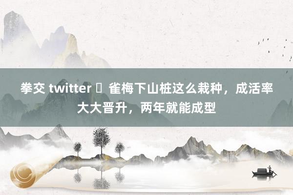 拳交 twitter ​雀梅下山桩这么栽种，成活率大大晋升，两年就能成型