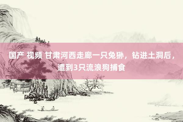 国产 视频 甘肃河西走廊一只兔狲，钻进土洞后，遭到3只流浪狗捕食