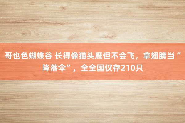 哥也色蝴蝶谷 长得像猫头鹰但不会飞，拿翅膀当“降落伞”，全全国仅存210只