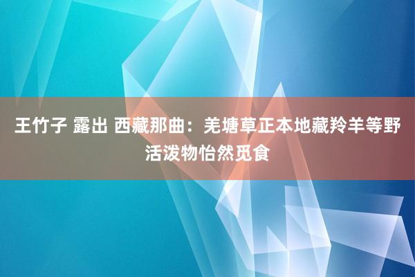 王竹子 露出 西藏那曲：羌塘草正本地藏羚羊等野活泼物怡然觅食