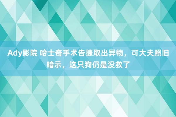 Ady影院 哈士奇手术告捷取出异物，可大夫照旧暗示，这只狗仍是没救了